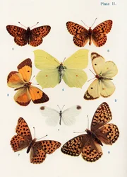 Diferentes tipos de borboletas, ilustração do livro Borboletas, traças e outros insetos e criaturas do campo, publicado em 1927